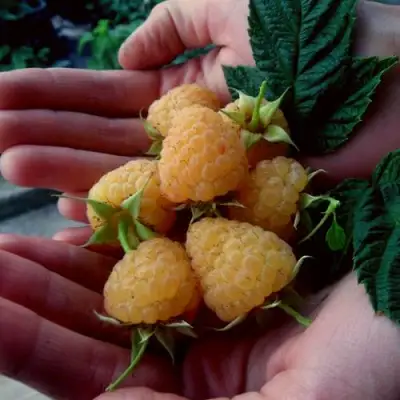 Малина ЗЮГАНА ЗОЛОТАЯ в Самохваловичи