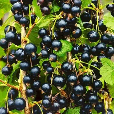 Смородина чёрная ИЗЮМНАЯ в Самохваловичи