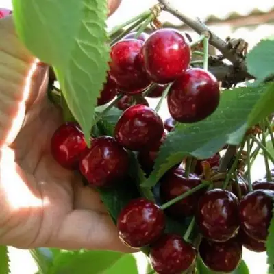 Черешня СЮБАРОВСКАЯ в Самохваловичи