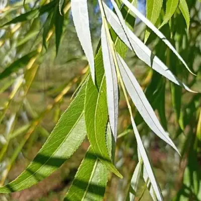 Ива ВИТЕЛЛИНА белая  в Самохваловичи