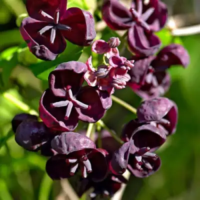 Акебия ПЯТЁРНАЯ  в Самохваловичи