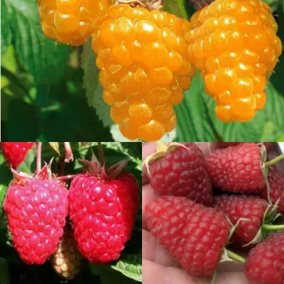 Комплект ЗОЛОТАЯ МАЛИНА в Самохваловичи