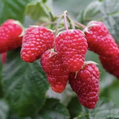 Малина МАРОСЕЙКА в Самохваловичи