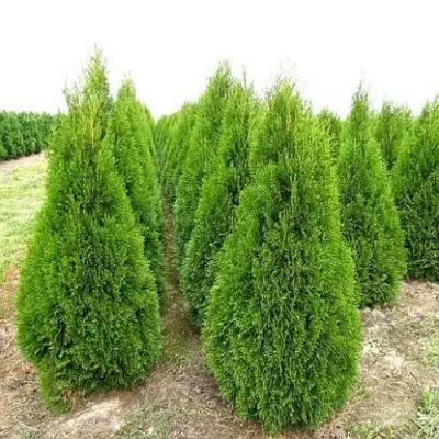 Туя СМАРАГД западная в Самохваловичи