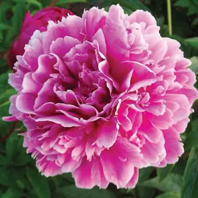 Пион ПУРПУРНАЯ ФЕЕРИЯ травянистый в Самохваловичи