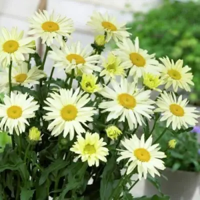 Нивяник БРОДВЕЙ ЛАЙТС великолепный в Самохваловичи