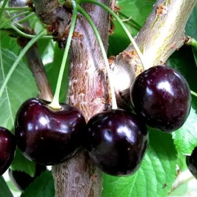 Вишня ШОКОЛАДНИЦА в Самохваловичи