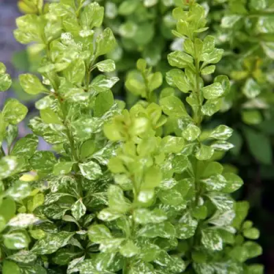 Барбарис ПАУ ВАУ тунберга в Самохваловичи