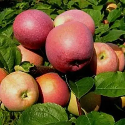 Яблоня СЛАВА ПОБЕДИТЕЛЯМ в Самохваловичи