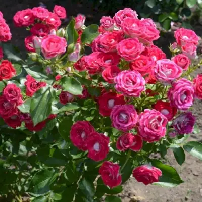 Роза ШОНЕ КОБЛЕНЦЕРИН флорибунда в Самохваловичи