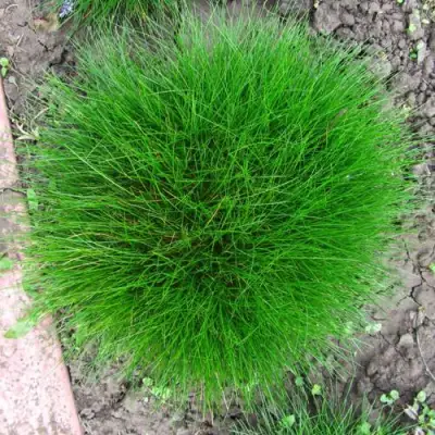 Овсяница ГОТЬЕ в Самохваловичи