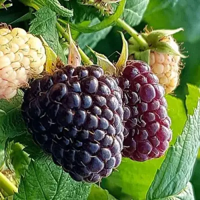 Малина БЛЭК ПОЛЬКА (ХЕБАН) в Самохваловичи