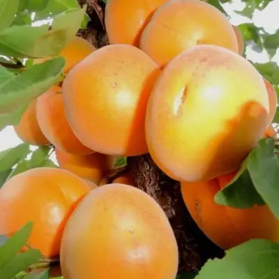 Абрикос ДЕСЕРТНЫЙ в Самохваловичи