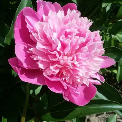 Пион ГОЛУБАЯ ХРИЗАНТЕМА травянистый в Самохваловичи