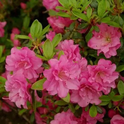 Азалия РОЗИНЕТТА японская в Самохваловичи