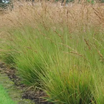 Молиния ПОЛ ПЕТЕРСОН голубая в Самохваловичи