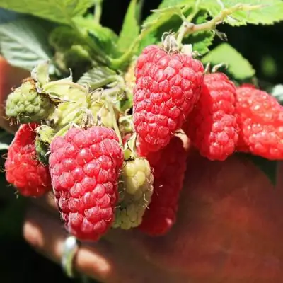 Малина ПАТРИЦИЯ в Самохваловичи