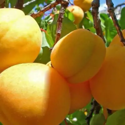 Абрикос ПАМЯТЬ ЛОЙКО в Самохваловичи