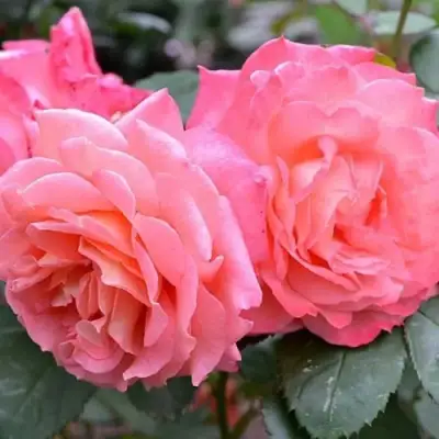 Роза ИНСТИТУТ ЛЮМЬЕР шраб в Самохваловичи