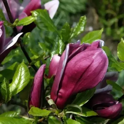 Магнолия НИГРА в Самохваловичи