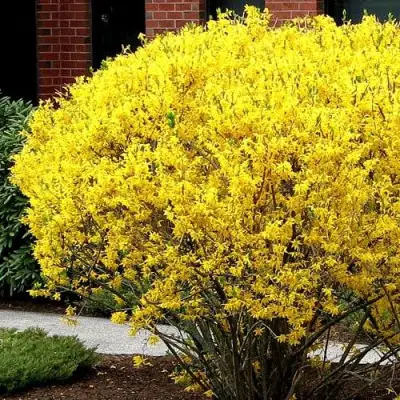 Форзиция ЛИНВУД в Самохваловичи