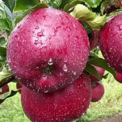 Яблоня ЛОБО в Самохваловичи