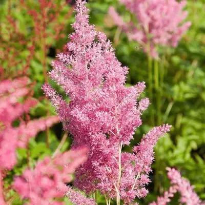 Астильба РЕЙНЛЕНД японская в Самохваловичи