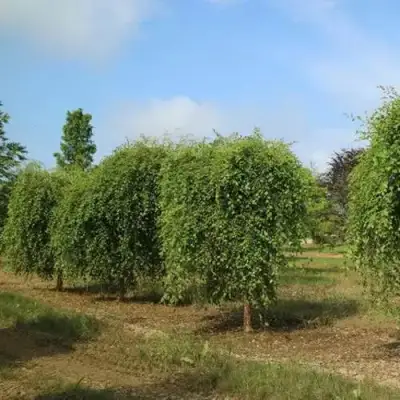 Береза САММЕР КАСКАД черная в Самохваловичи