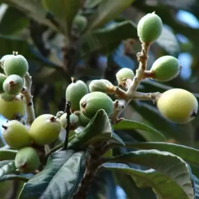 МУШМУЛА  в Самохваловичи