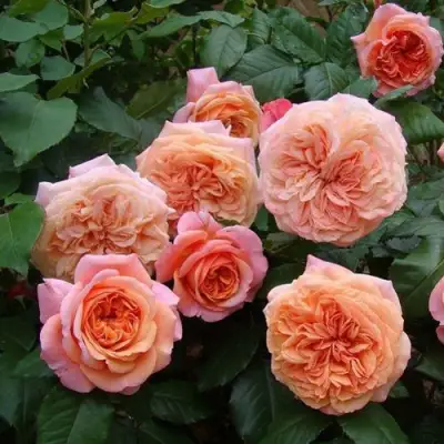 Роза ЧИППЕНДЕЙЛ чайно-гибридная в Самохваловичи