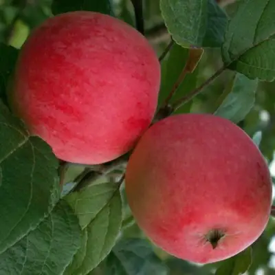 Яблоня СУЙСЛЕПСКОЕ (МАЛИНОВКА) в Самохваловичи
