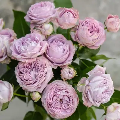 Роза ЛАВАНДЕР БАБЛС спрей в Самохваловичи