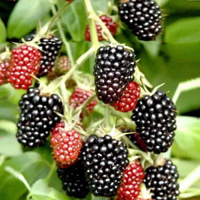 Ежемалина ДАРРОУ в Самохваловичи