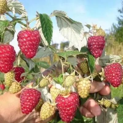Малина ЖАР-ПТИЦА в Самохваловичи