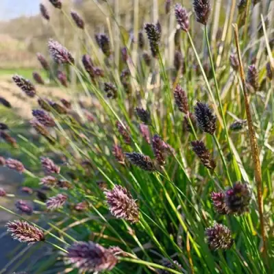 Сейслерия ХЕФЛЕРА в Самохваловичи