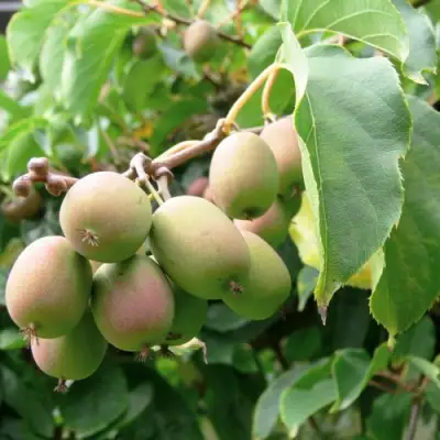 Актинидия ЛЮСИ аргута  в Самохваловичи