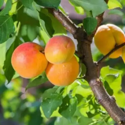 Абрикос РИТАУСМА в Самохваловичи