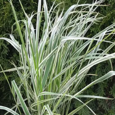 Вейник ОВЕРДАМ остроцветковый в Самохваловичи