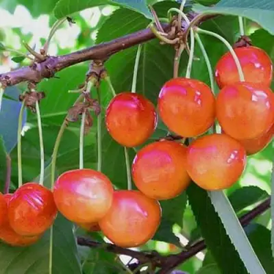 Черешня НАСЛАЖДЕНИЕ в Самохваловичи