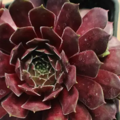 Молодило БЛЭК МОУНТЭЙН в Самохваловичи