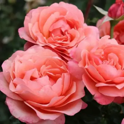 Роза КОРАЛ ЛИОНС РОУЗ флорибунда в Самохваловичи