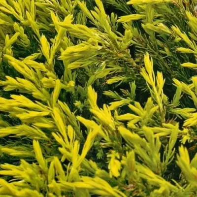 Можжевельник ЛАЙМ ГЛОУ горизонтальный  в Самохваловичи