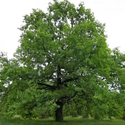 Дуб черешчатый в Самохваловичи