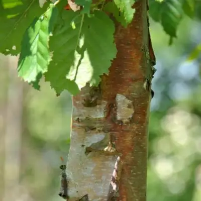 Береза бумажная в Самохваловичи