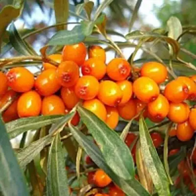 Облепиха БОТАНИЧЕСКАЯ в Самохваловичи