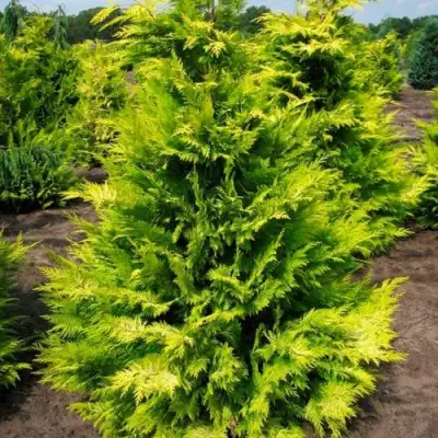 Кипарисовик ГОЛДЕН ВОНДЕР лавсона в Самохваловичи