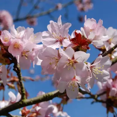 Вишня РАНЧО САРЖЕНТА в Самохваловичи