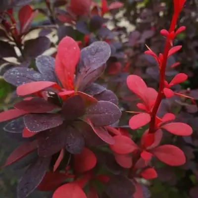 Барбарис РЕД ПИЛЛАР тунберга в Самохваловичи