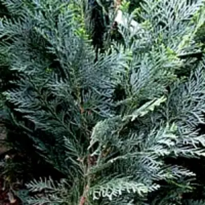 Кипарисовик ДАРТС БЛЮ РИББОН лавсона в Самохваловичи