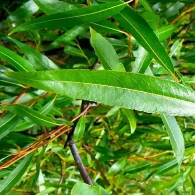 Ива ломкая  в Самохваловичи